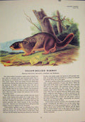 Original Old Antique Print Yellow Bellied Marmot Rat Rats Rodent Color