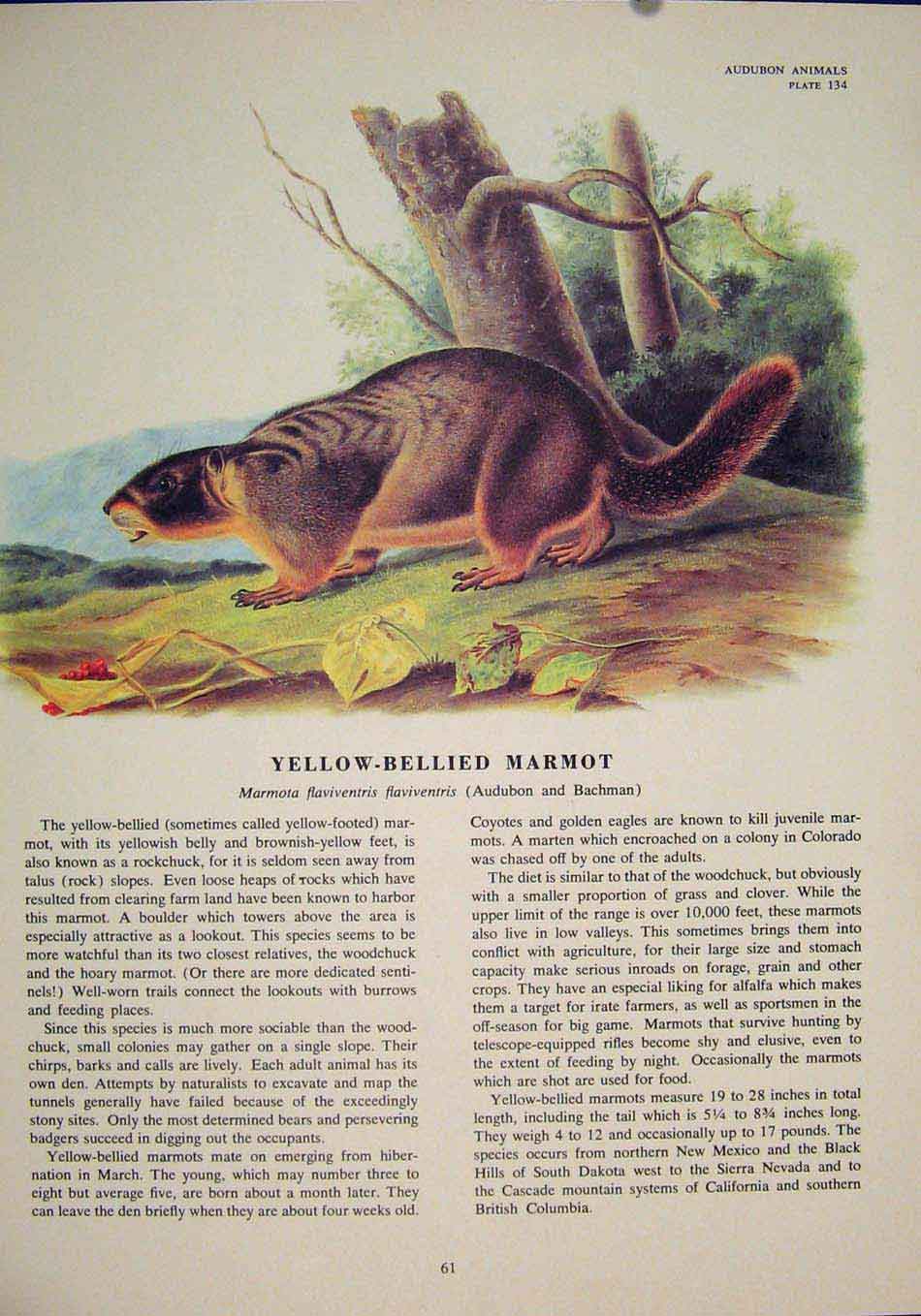 Original Old Antique Print Yellow Bellied Marmot Rat Rats Rodent Color