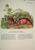 Original Old Antique Print Yellowbellied Marmot Rat Rats Rodent Color