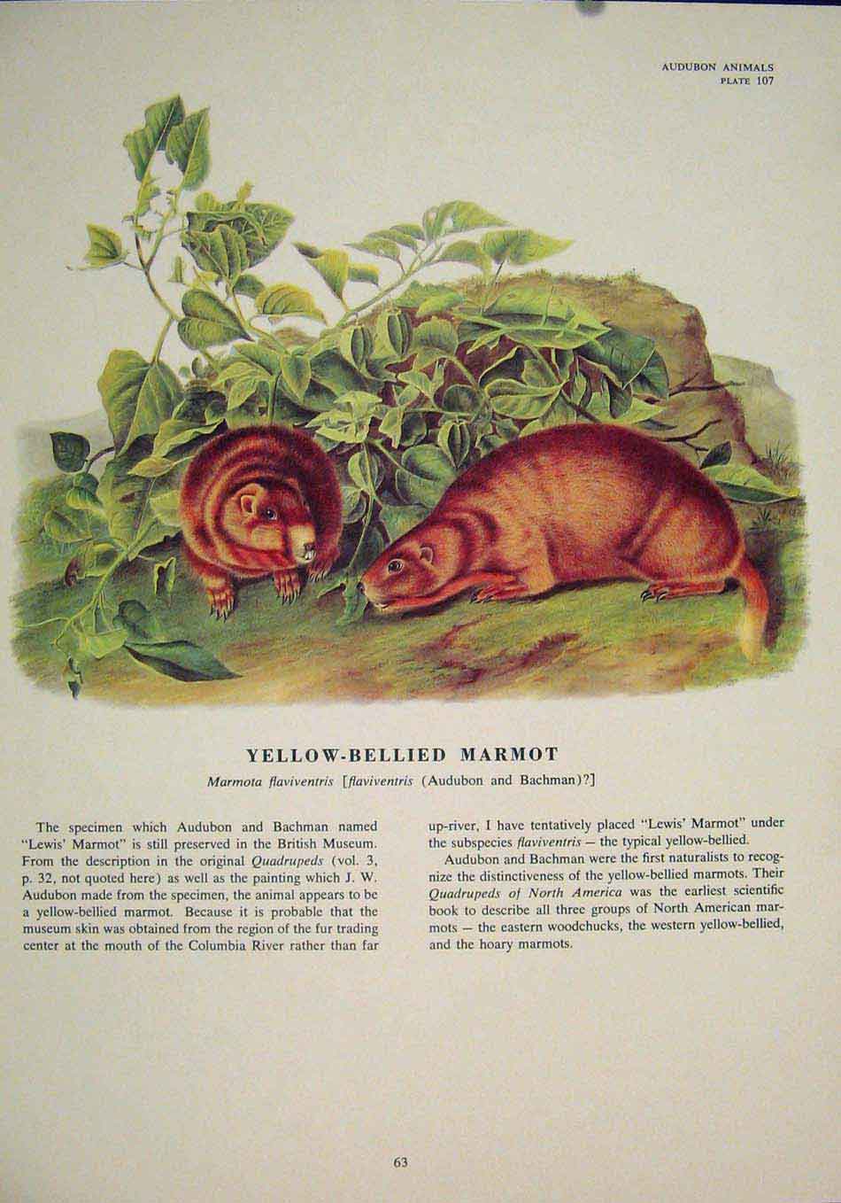 Original Old Antique Print Yellowbellied Marmot Rat Rats Rodent Color