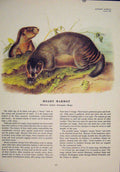 Original Old Antique Print Hoary Marmot Rat Rats Rodent Color Art