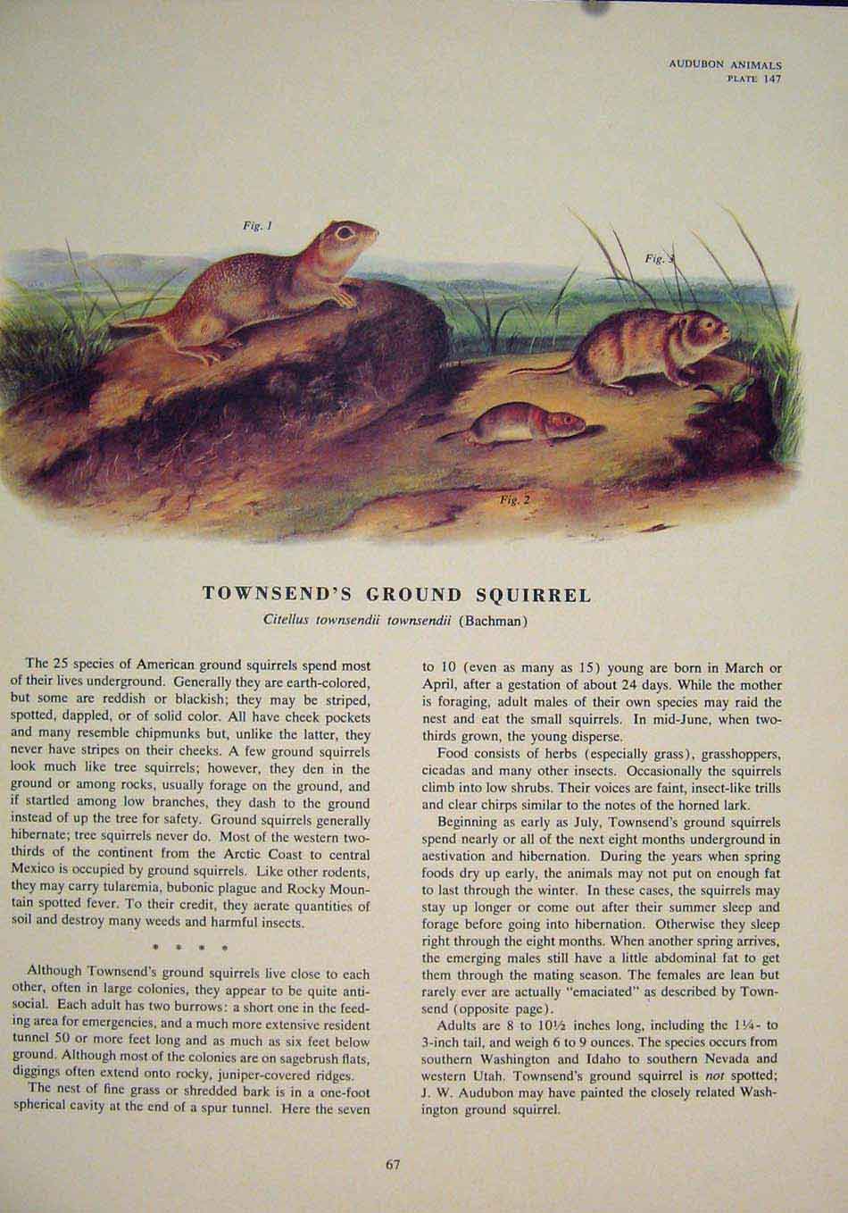 Original Old Antique Print Townsends Ground Squirrel Squirrels Color