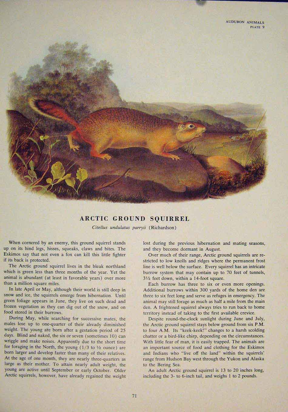 Original Old Antique Print Arctic Ground Squirrel Squirrels Color
