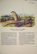Original Old Antique Print Ref.99 Mexican Ground Squirrel Squirrels