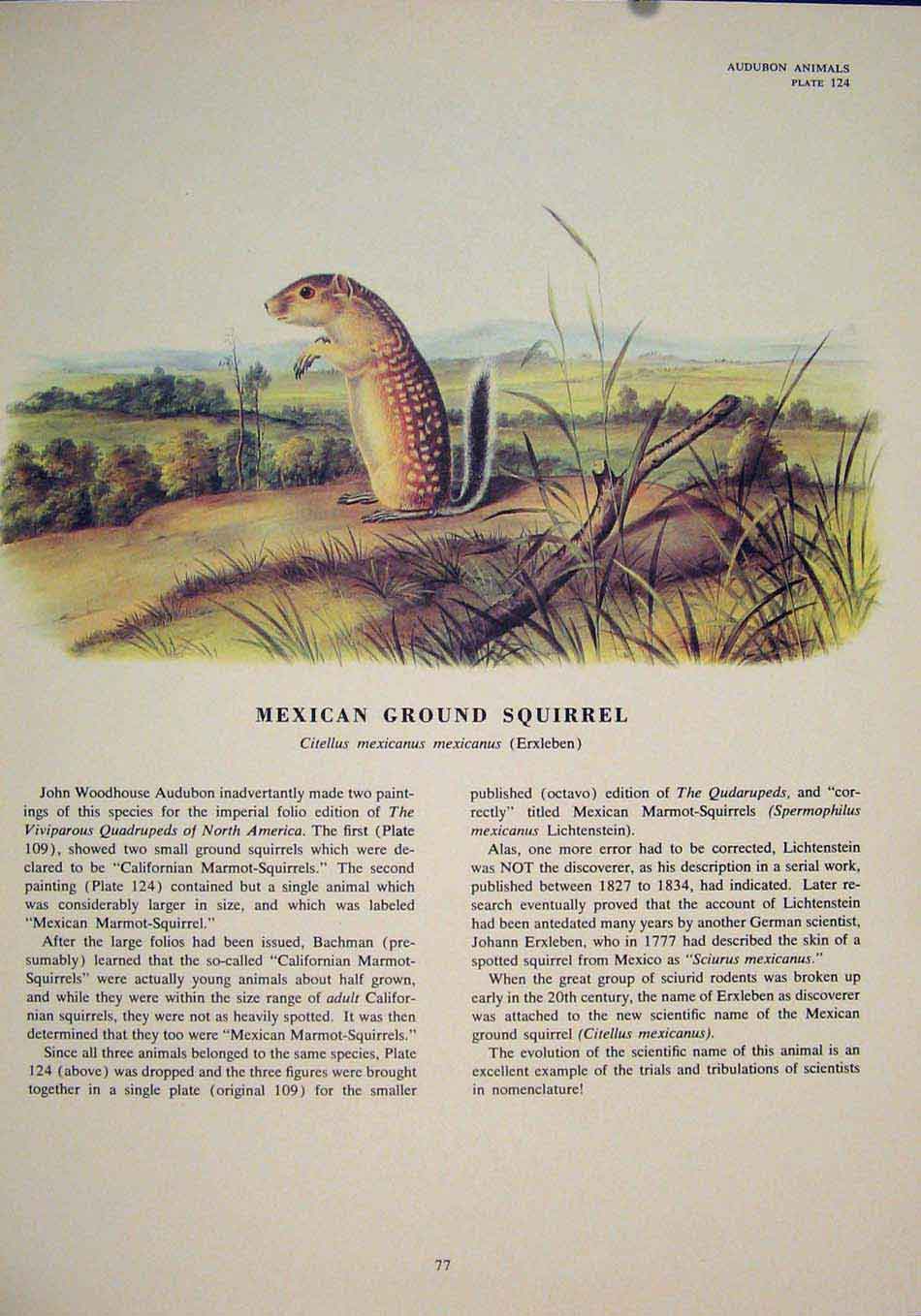 Original Old Antique Print Ref.99 Mexican Ground Squirrel Squirrels