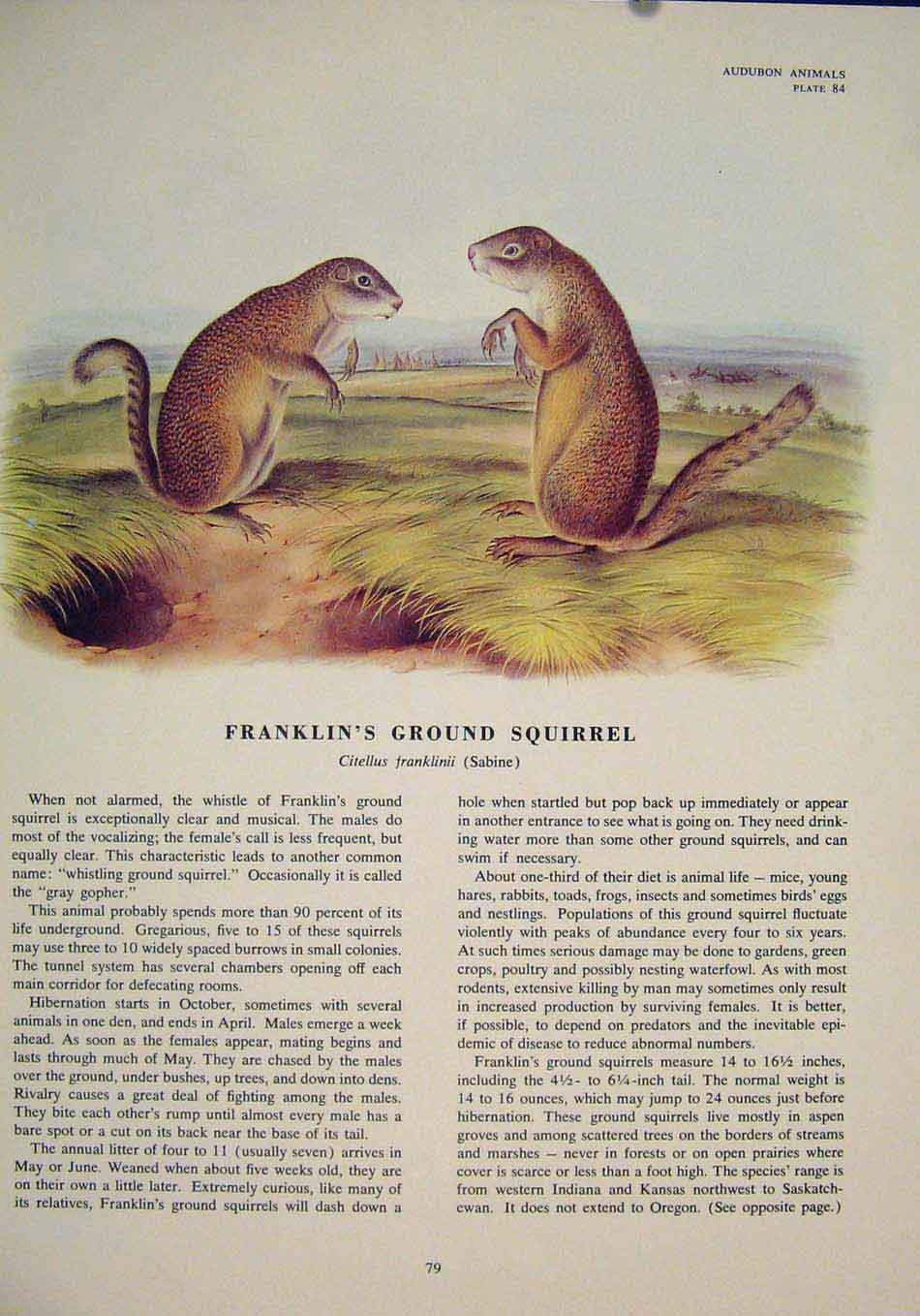 Original Old Antique Print Franklins Ground Squirrel Squirrels Color