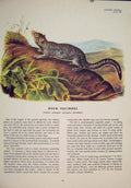 Original Old Antique Print Rock Squirrels Squirrel Color Art
