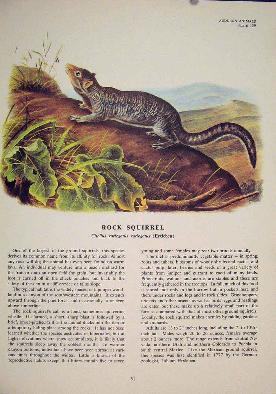 Original Old Antique Print Rock Squirrels Squirrel Color Art
