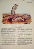 Original Old Antique Print Californiaground Squirrel Color Art