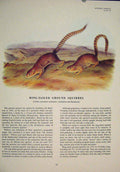 Original Old Antique Print Ring Tailed Ground Squirrel Color Art