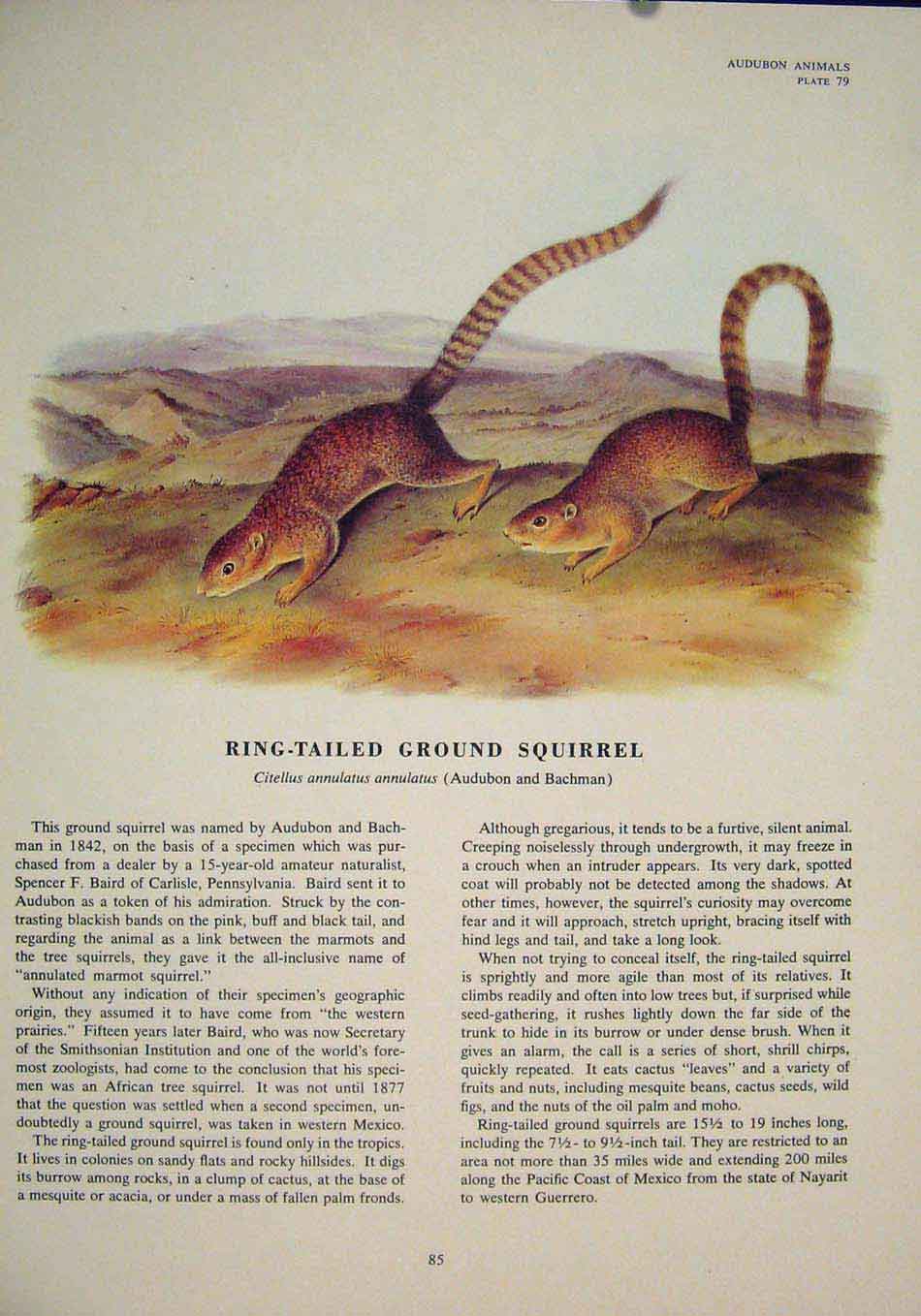 Original Old Antique Print Ring Tailed Ground Squirrel Color Art