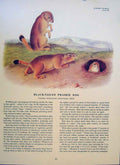 Original Old Antique Print Black Tailed Prairie Dog Rodent Color Art