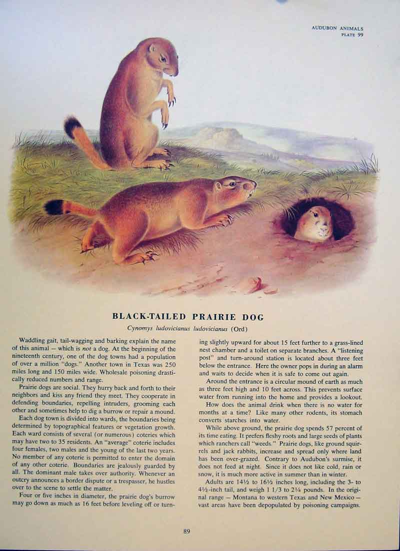 Original Old Antique Print Black Tailed Prairie Dog Rodent Color Art