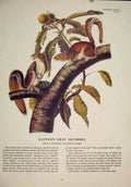 Original Old Antique Print Eastern Gray Squirrels Squirrel Color