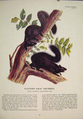 Original Old Antique Print Eastern Gray Squirrels Squirrel Color Art