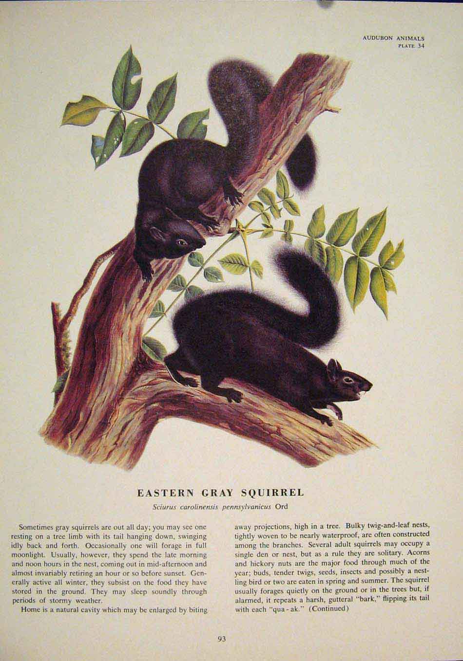 Original Old Antique Print Eastern Gray Squirrels Squirrel Color Art