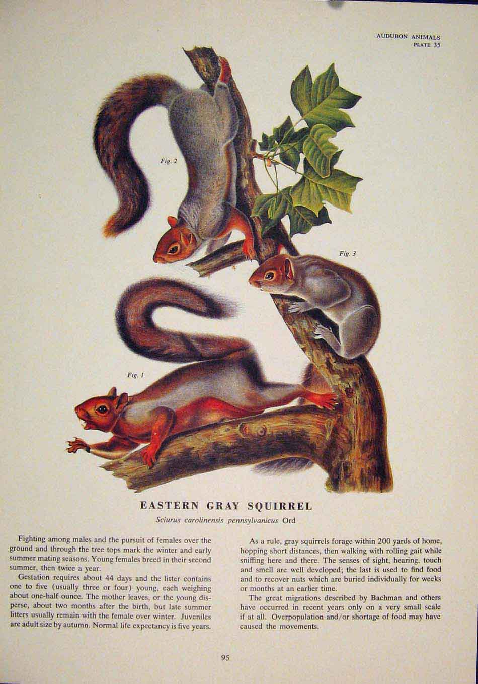 Original Old Antique Print Ref.100 Eastern Gray Squirrels Squirrel Art