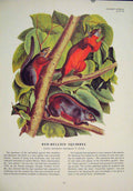 Original Old Antique Print Red Bellied Squirrels Squirrel Color Art