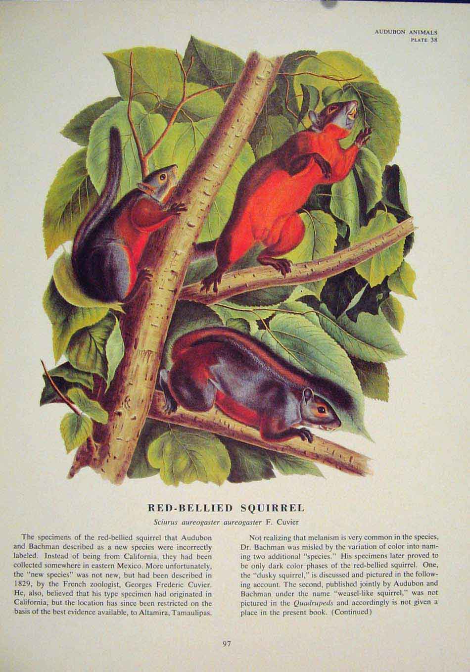 Original Old Antique Print Red Bellied Squirrels Squirrel Color Art