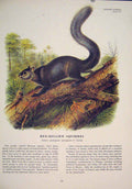 Original Old Antique Print Ref.101 Red Bellied Squirrels Squirrel Art