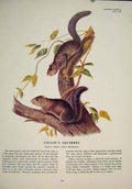 Original Old Antique Print Collies Squirrels Squirrel Color Fine Art