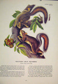 Original Old Antique Print Western Gray Squirrels Squirrel Color Art