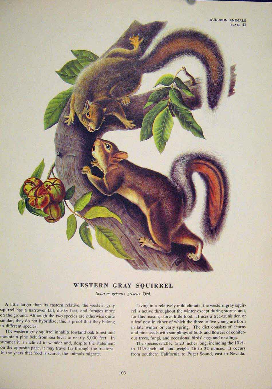Original Old Antique Print Western Gray Squirrels Squirrel Color Art
