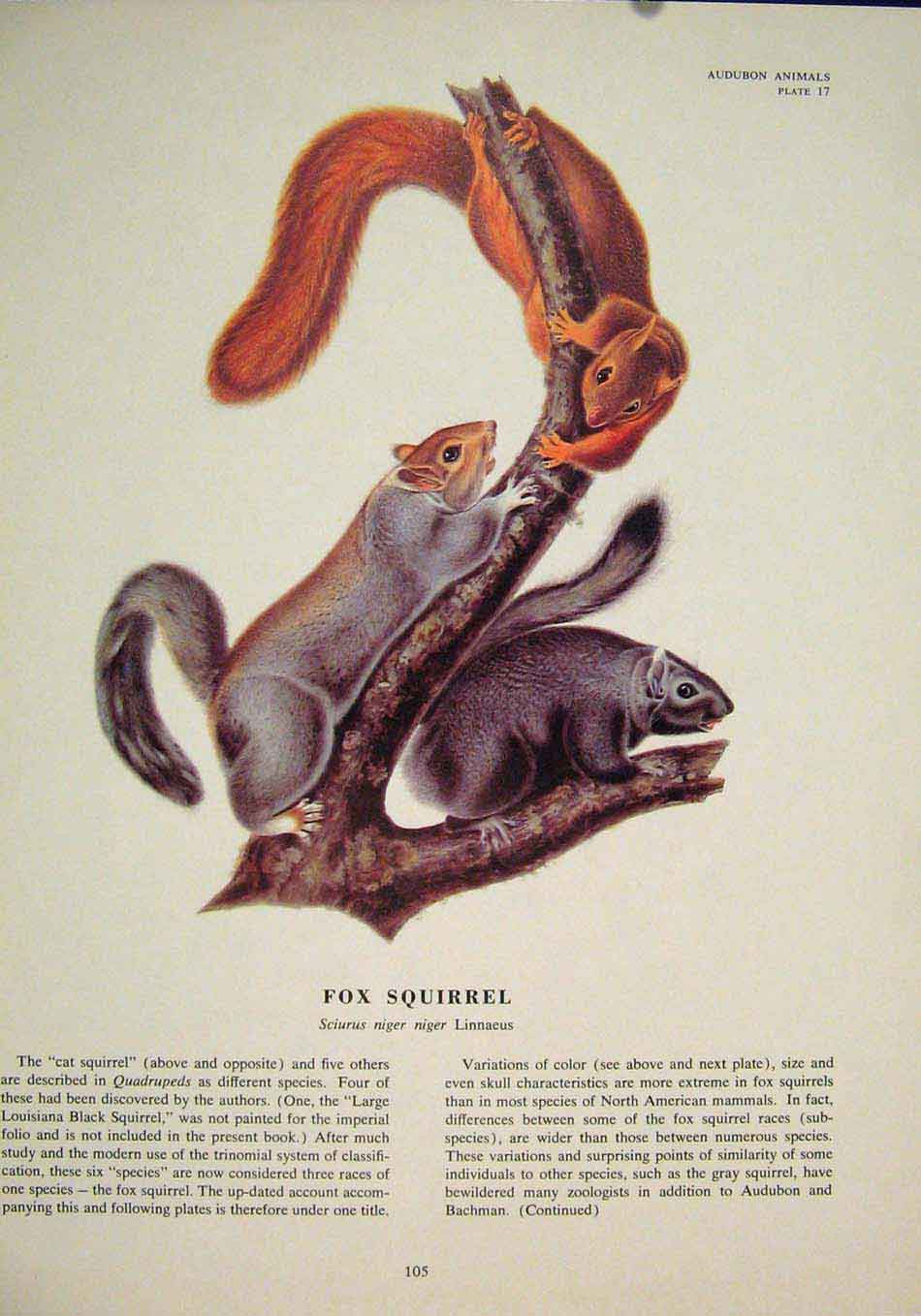Original Old Antique Print Fox Squirrels Squirrel Color Fine Art