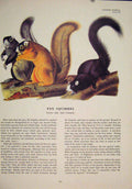 Original Old Antique Print Ref.102 Fox Squirrels Squirrel