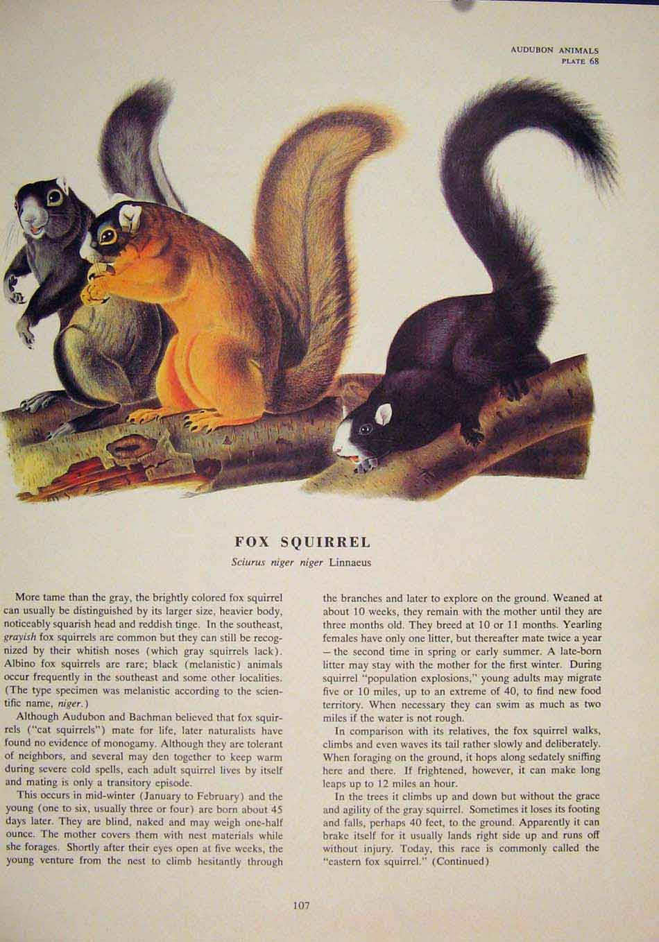 Original Old Antique Print Ref.102 Fox Squirrels Squirrel