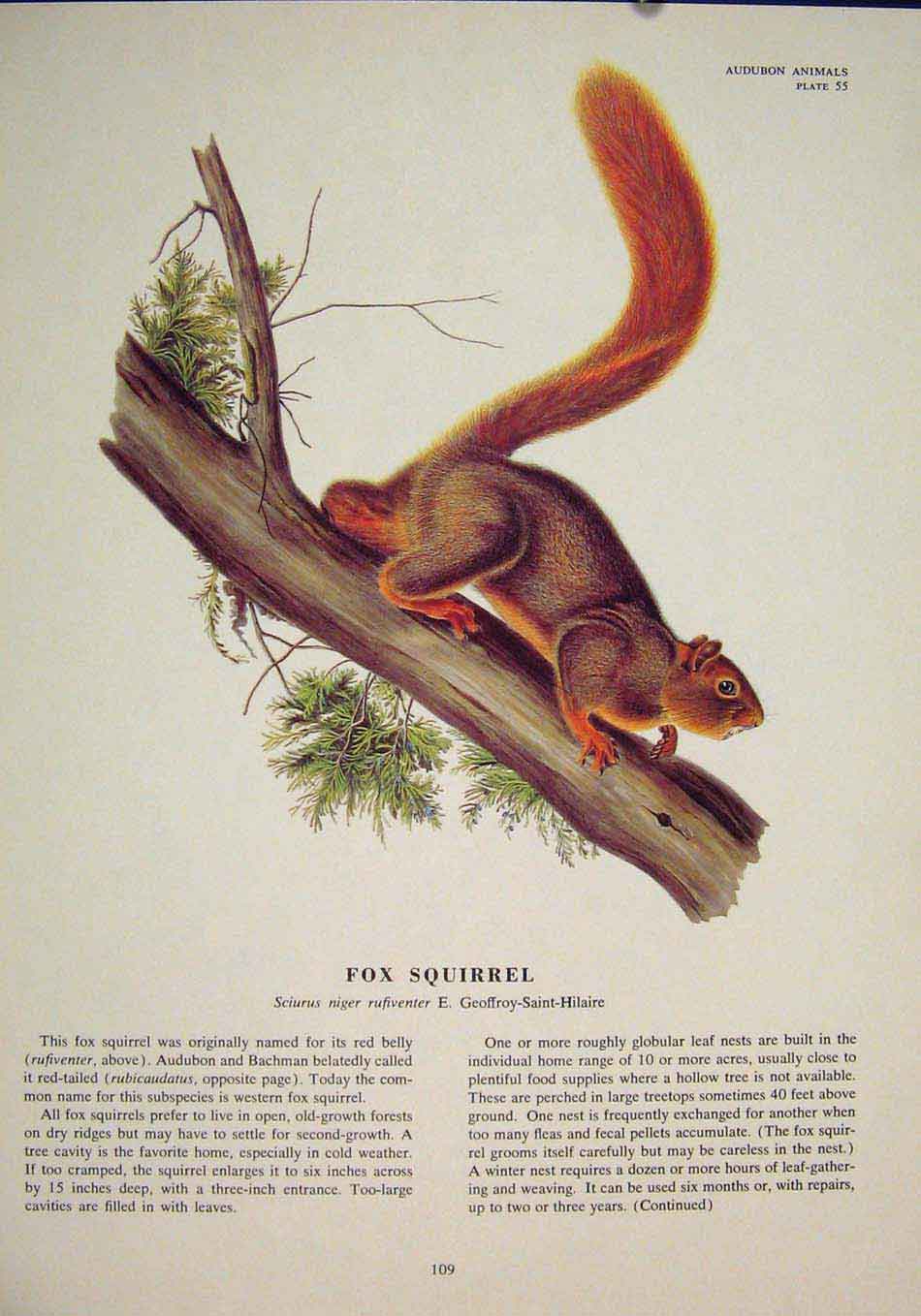 Original Old Antique Print Fox Squirrels Squirrel Color Fine Art