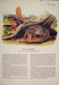 Original Old Antique Print Ref.103 Fox Squirrels Squirrel Fine Art