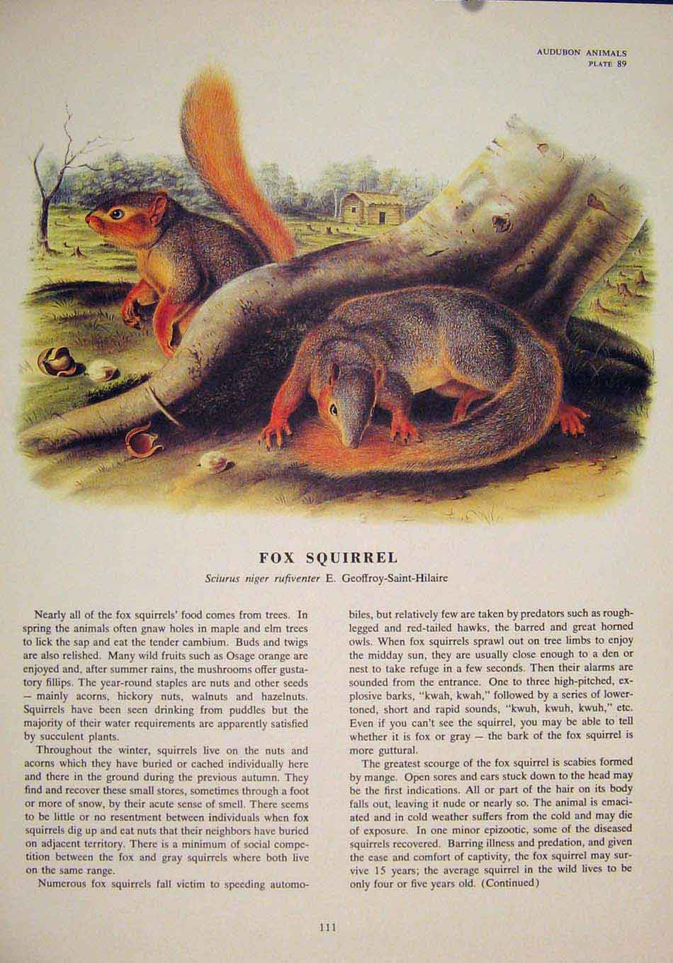 Original Old Antique Print Ref.103 Fox Squirrels Squirrel Fine Art