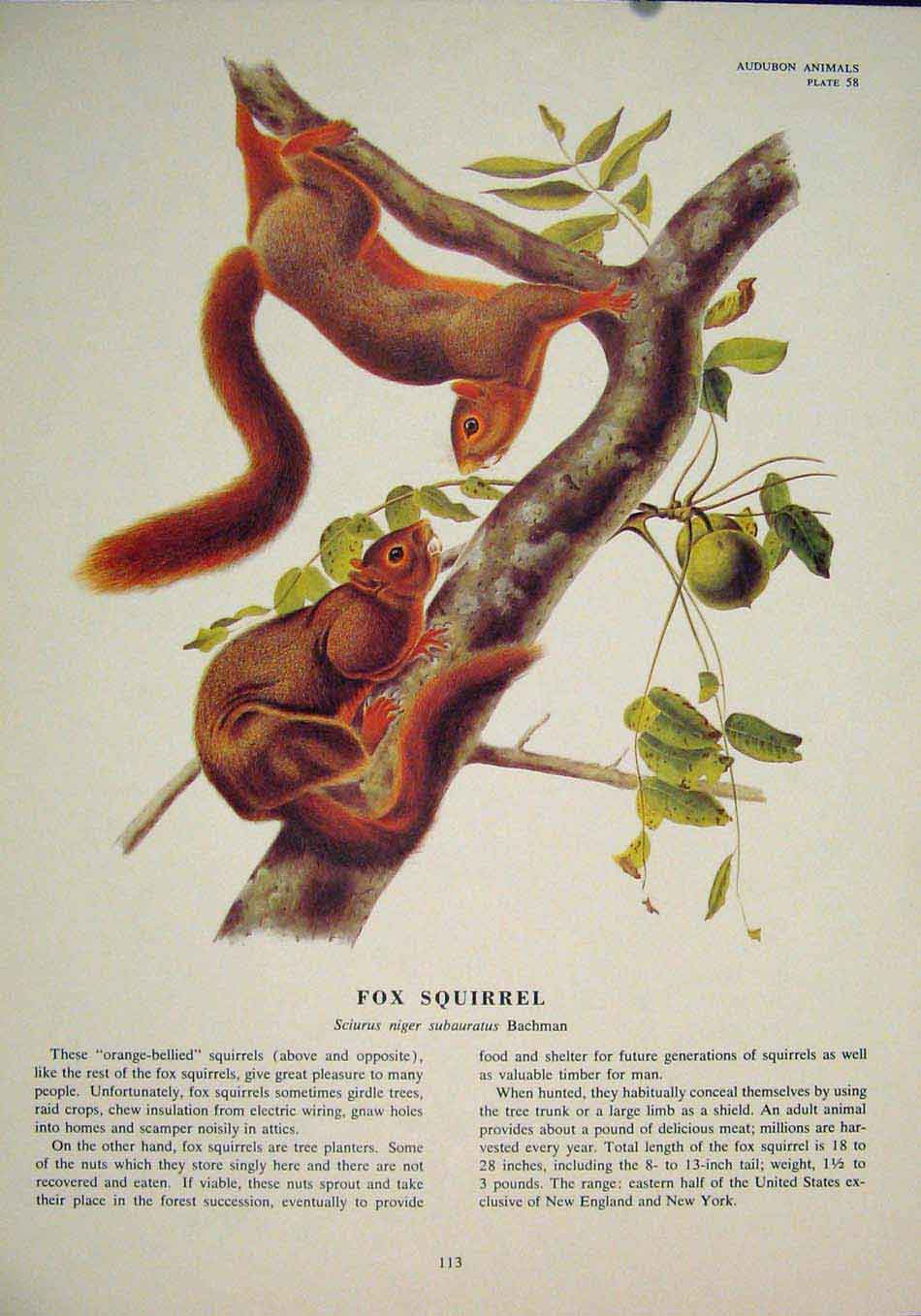 Original Old Antique Print Ref.104 Fox Squirrels Squirrel Fine Art