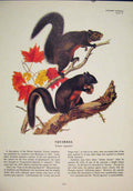 Original Old Antique Print Squirrels Squirrel Color Rodent Fine Art