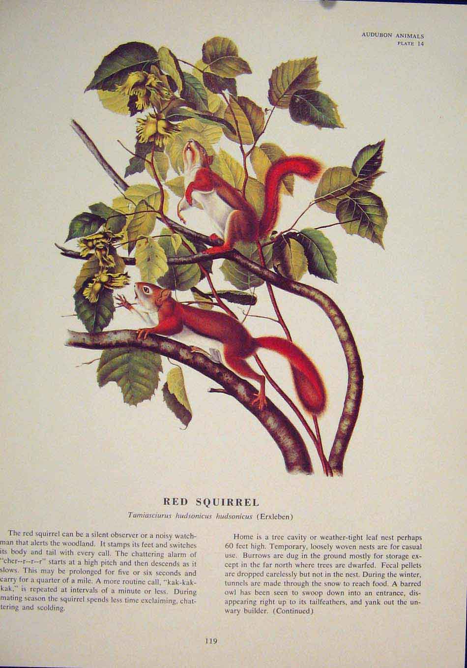 Original Old Antique Print Ref.105 Red Squirrels Squirrel Fine Art