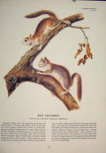 Original Old Antique Print Ref.106 Red Squirrels Squirrel Fine Art