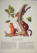 Original Old Antique Print Douglas Squirrels Squirrel Color Fine Art