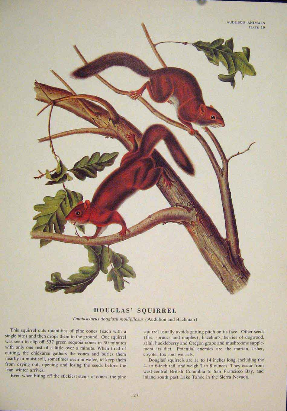 Original Old Antique Print Ref.108 Douglas Squirrels Squirrel