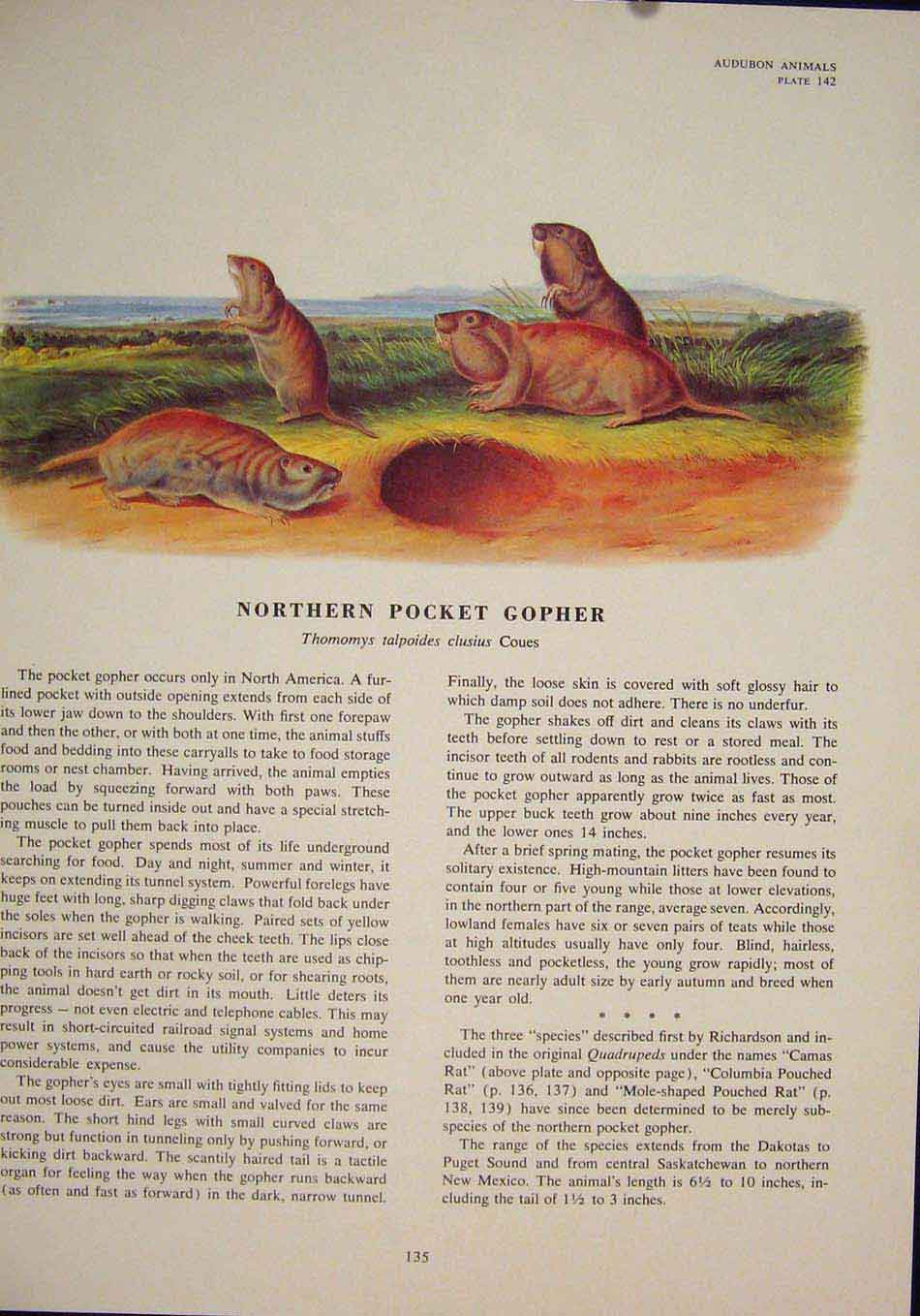 Original Old Antique Print Northern Pocket Gopher Rodent Color Art