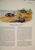Original Old Antique Print Ref.110 Northern Pocket Gopher Rodent Art