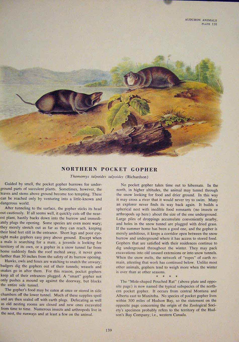 Original Old Antique Print Ref.110 Northern Pocket Gopher Rodent Art