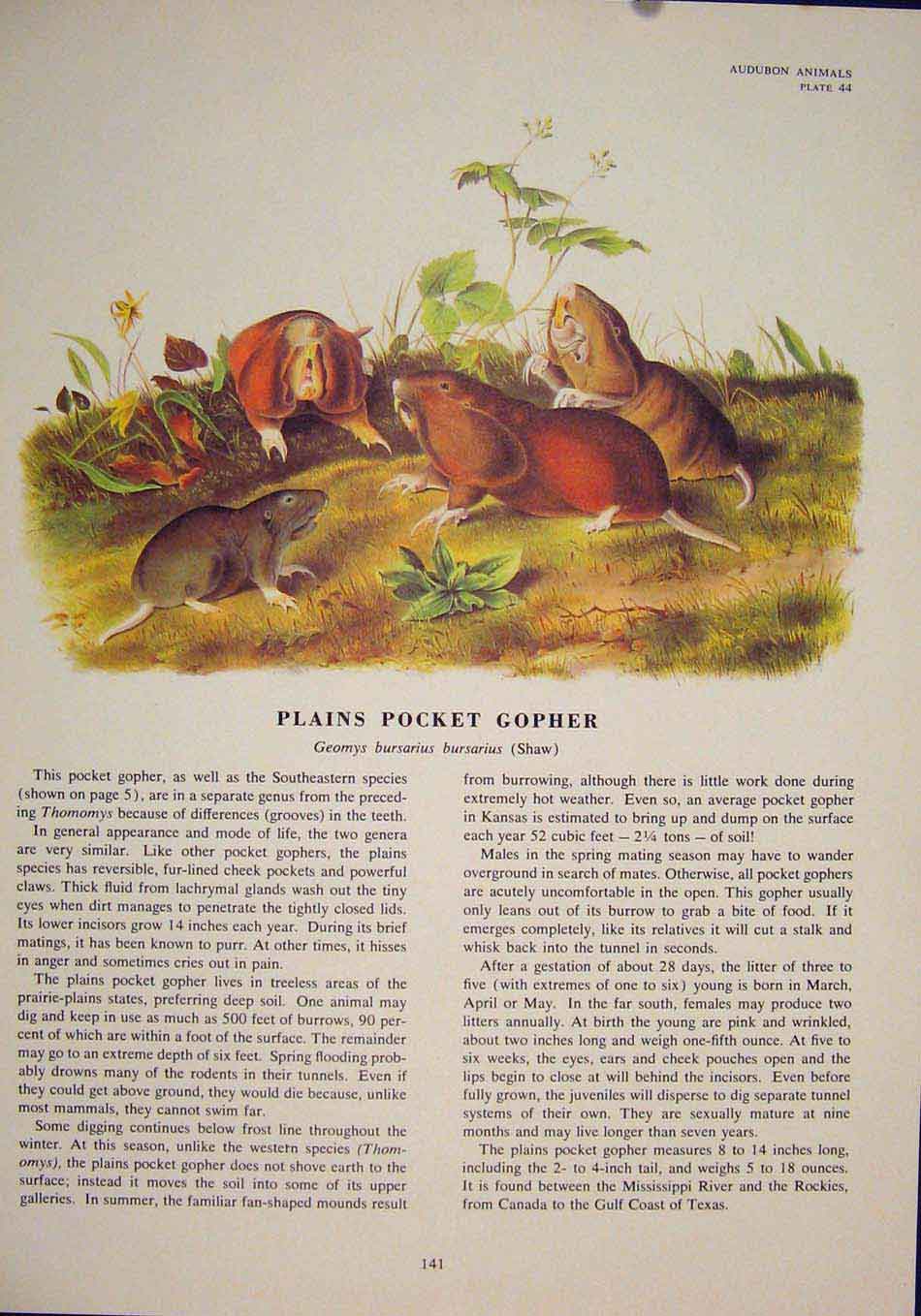 Original Old Antique Print Plains Pocket Gopher Rodent Color Art