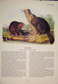 Original Old Antique Print Beaver Rat Rats Shrew Mouse Rodent Color