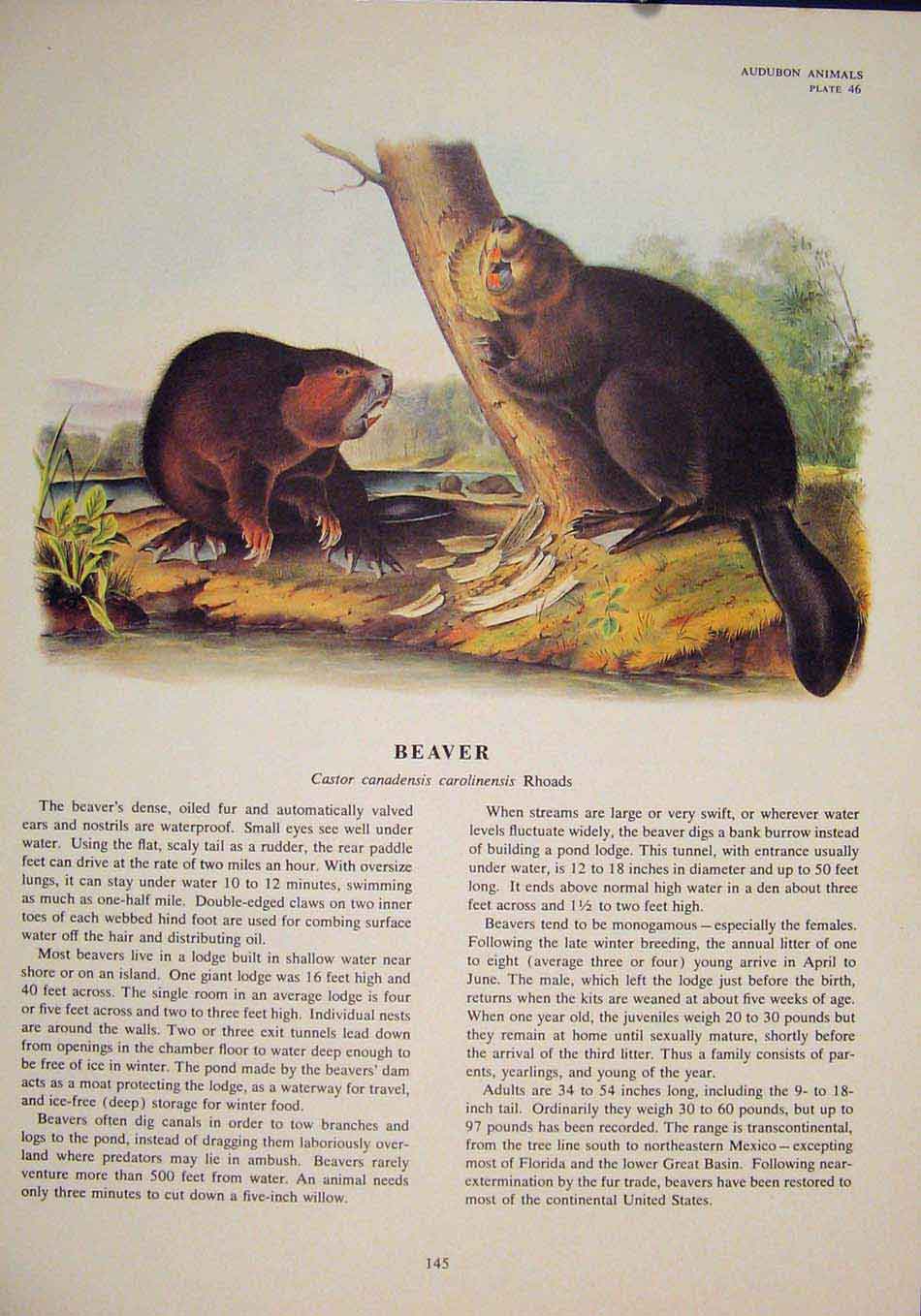 Original Old Antique Print Beaver Rat Rats Shrew Mouse Rodent Color