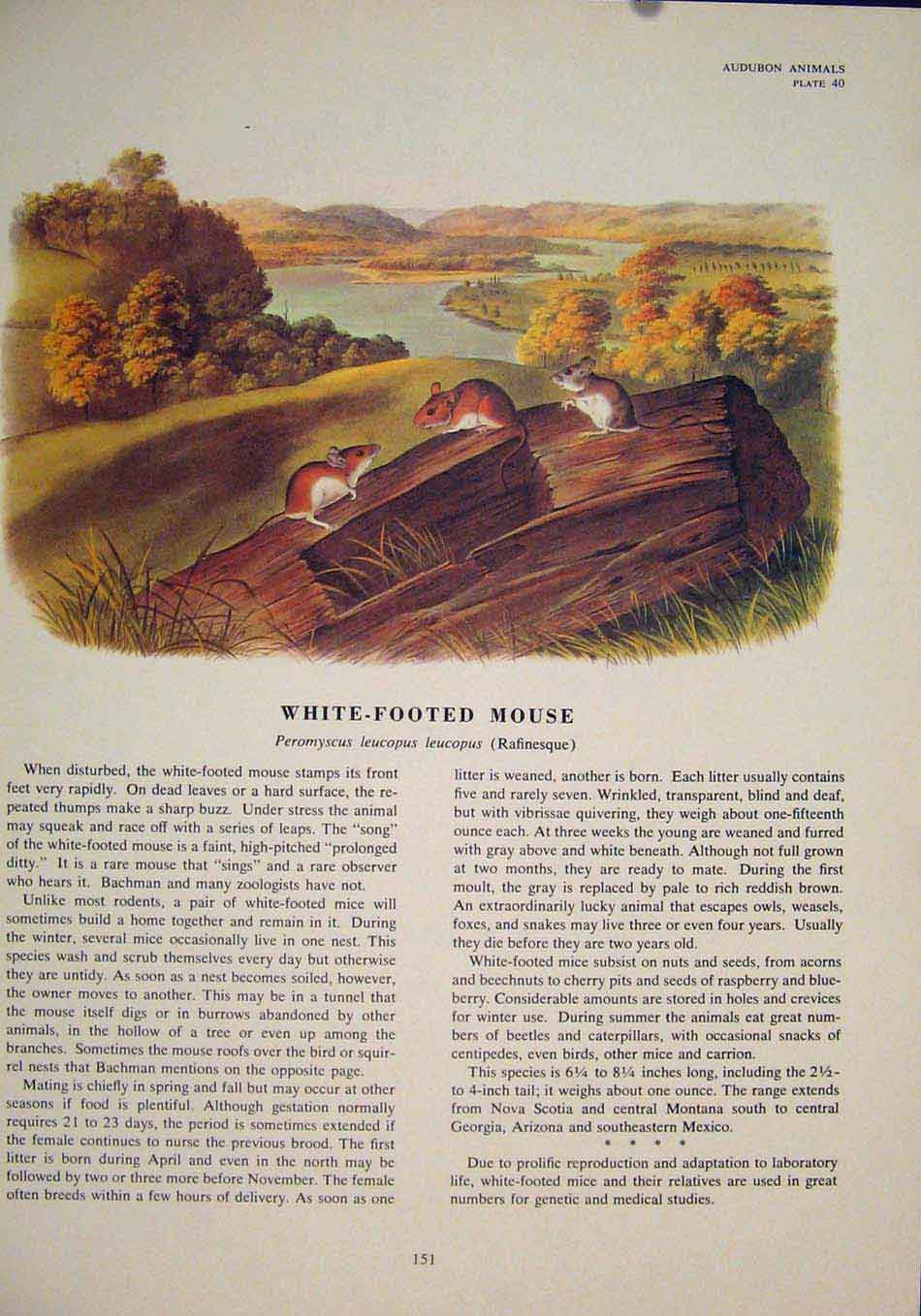 Original Old Antique Print White Footed Rat Rats Shrew Mouse Rodent Color