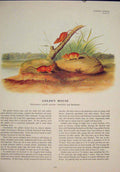Original Old Antique Print Gen Rat Rats Shrew Mouse Rodent Color