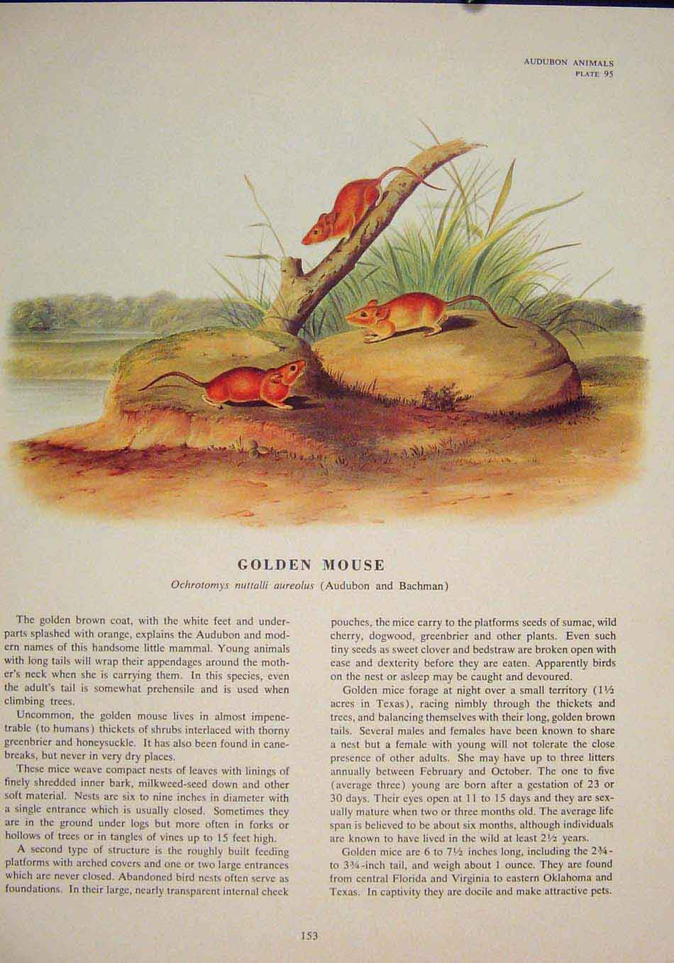 Original Old Antique Print Gen Rat Rats Shrew Mouse Rodent Color