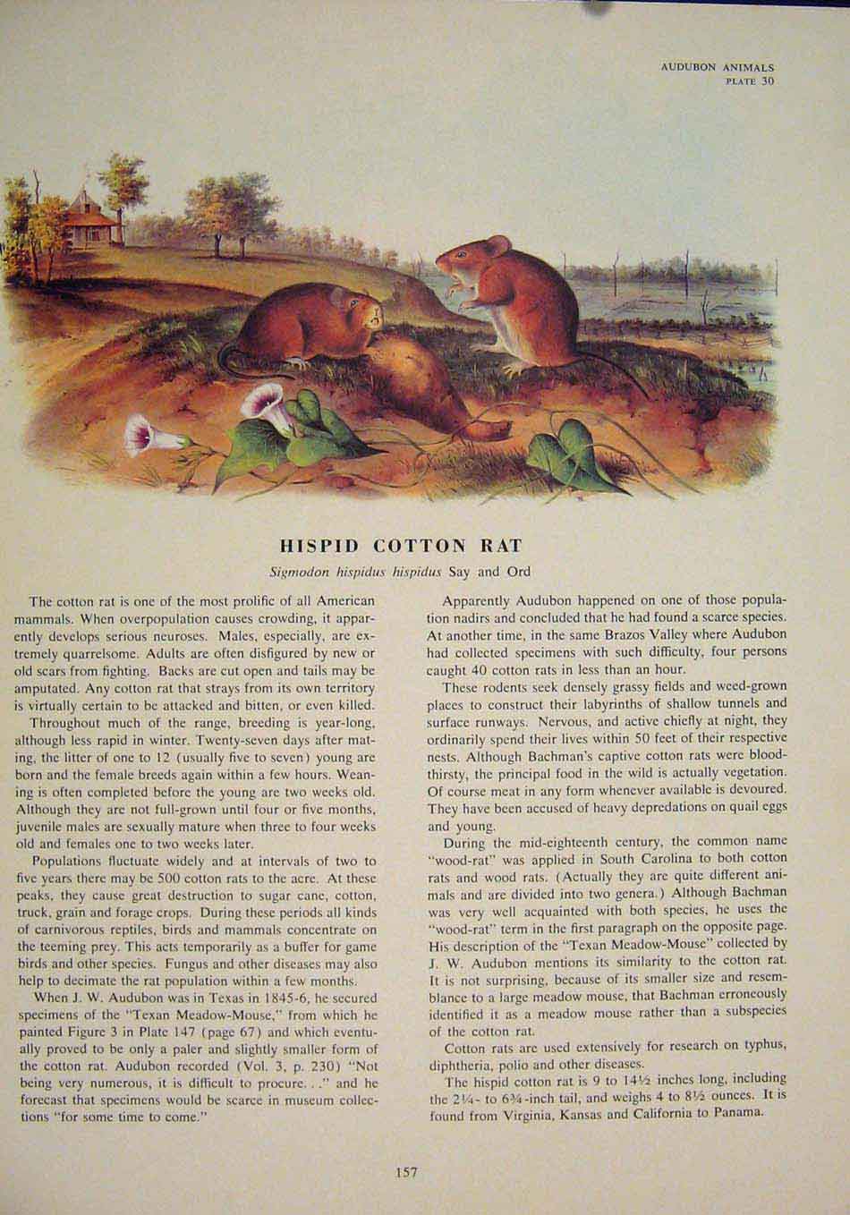 Original Old Antique Print Hispid Cotton Rat Rats Shrew Mouse Rodent Color