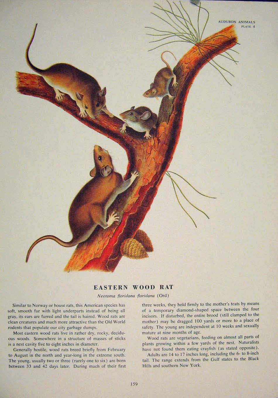 Original Old Antique Print Eastern Wood Rat Rats Shrew Mouse Rodent Color